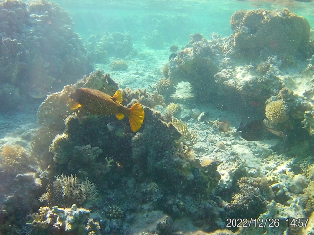 en direct de la Mer Rouge ! 20221227