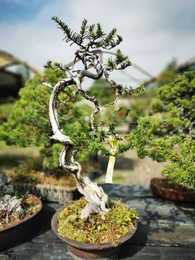 bonsai - Centro de Bonsái Heidelberg - Fotos de Bonsáis Img-2015