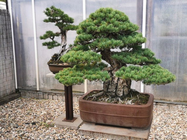 bonsai - Centro de Bonsái Heidelberg - Fotos de Bonsáis Img_2019