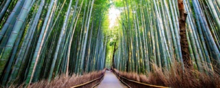 Répertoire des lieux Bambou10