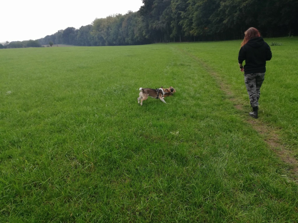 SNOW (ex MOSCOU) - chiot mâle, de taille moyenne à l'âge adulte - né environ en mi avril 2020 - adopté par Pascal (Belgique)  12196110