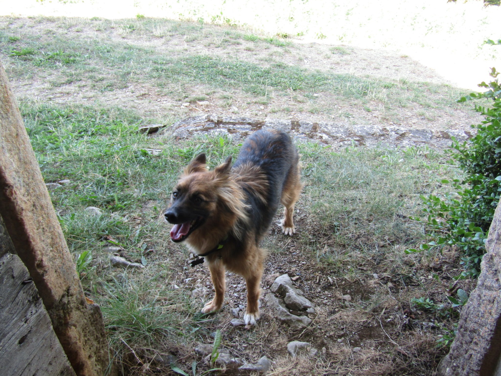 CANIGOU (ex CINCINNATI) - chiot femelle, de taille petite à moyenne à l'âge adulte - née environ en mi avril 2020 - adoptée par Pauline (Belgique)  - Page 3 Img_0412