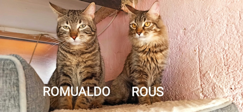 ROUS - TABBY - POILS MI-LONGS - ES (SO)  33729011