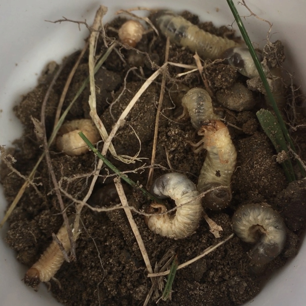 HELP - New Bed - Grubs, Grubs, Grubs - Under the Sod... Img_5410