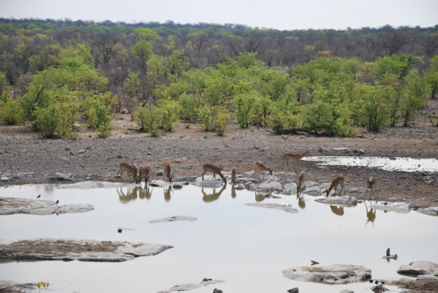 Carnet - Roadtrip en Namibie - premiers pas en Afrique australe en famille Hal110