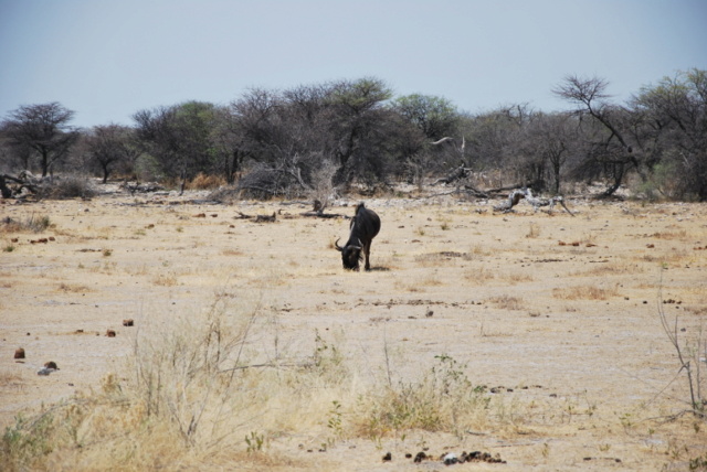 Carnet - Roadtrip en Namibie - premiers pas en Afrique australe en famille Nam1612