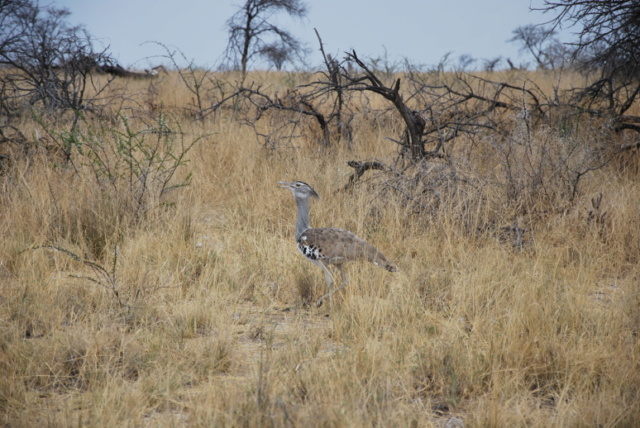 Carnet - Roadtrip en Namibie - premiers pas en Afrique australe en famille Nam2511