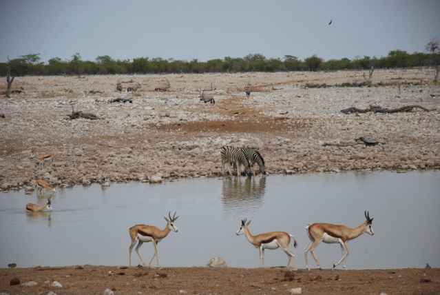 Carnet - Roadtrip en Namibie - premiers pas en Afrique australe en famille Okj1311