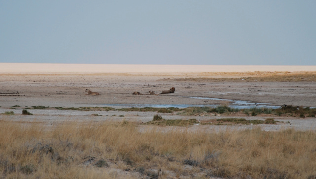 Carnet - Roadtrip en Namibie - premiers pas en Afrique australe en famille Okj310