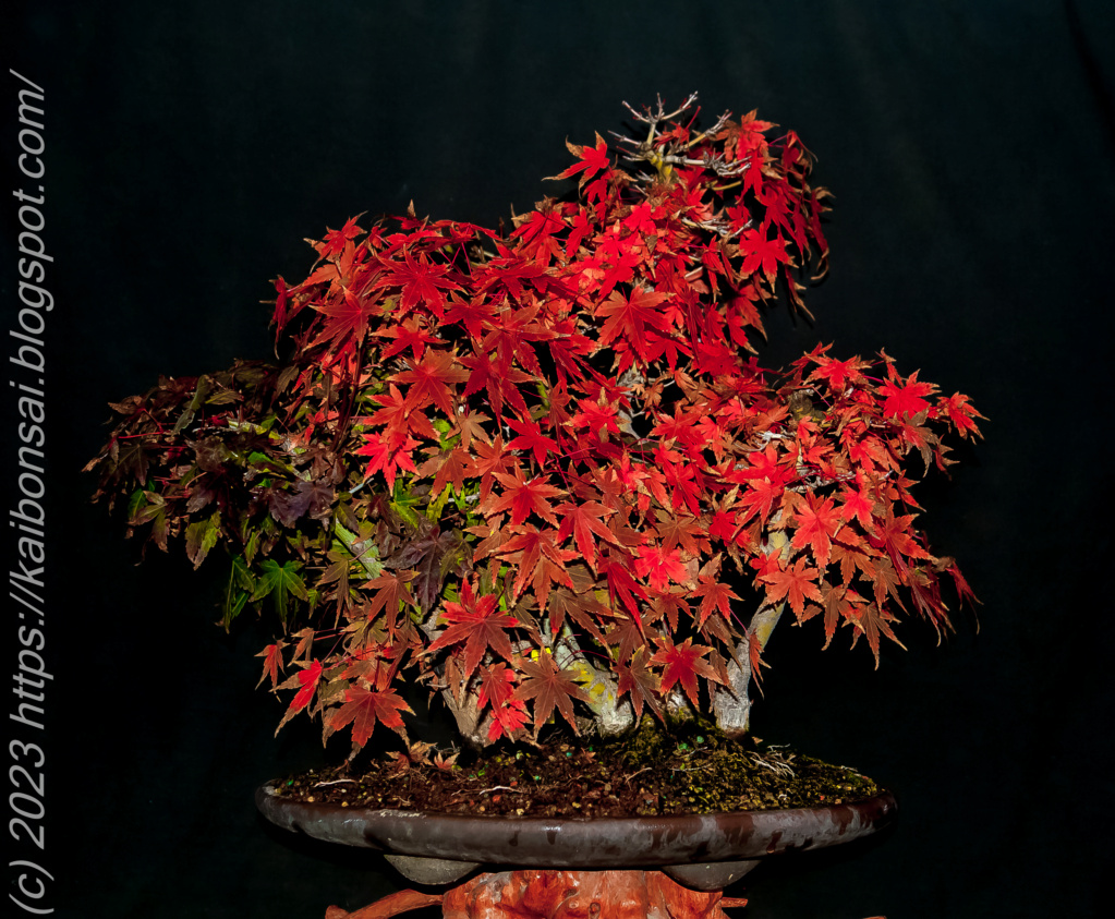 ACER PALMATUM YAMAMOMIJI. DE TRIPLE TRONCO A CINCO TRONCOS.- IMPLEMENTACIÓN DE NUEVOS ELEMENTOS 08122012