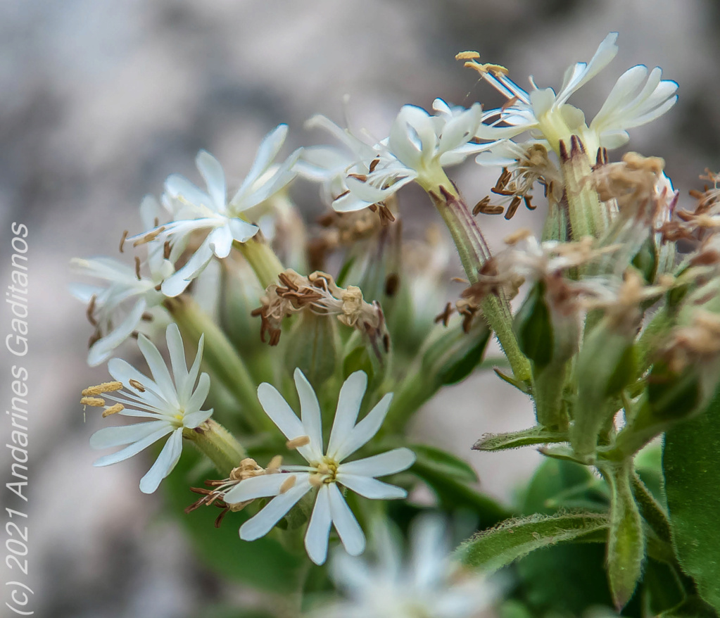 SILENE GAZULENSIS.- UN REGALO PARA TODOS VOSOTROS 16042011