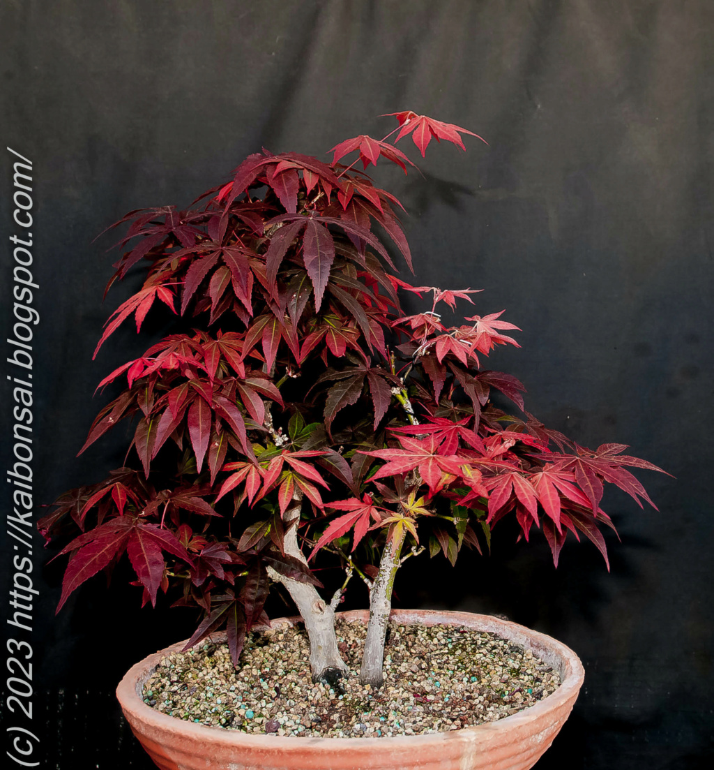 ACER PALMATUM ATROPURPUREUM 24042010