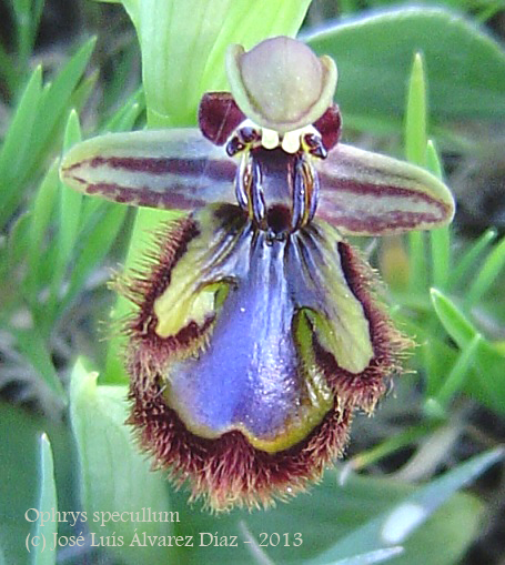 EL RINCÓN MACRERO.- ORQUÍDEAS SILVESTRES 86926711