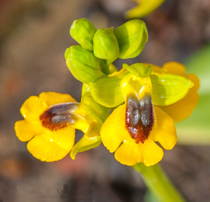 EL RINCÓN MACRERO.- ORQUÍDEAS SILVESTRES - Página 2 Lutea10