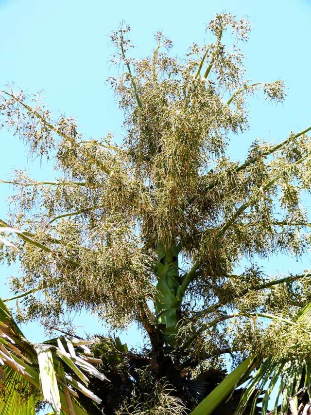 Corypha umbraculifera Coryph11