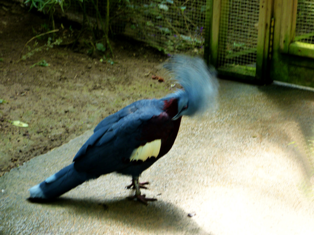 [identificado] Aves emplumadas Goura_11