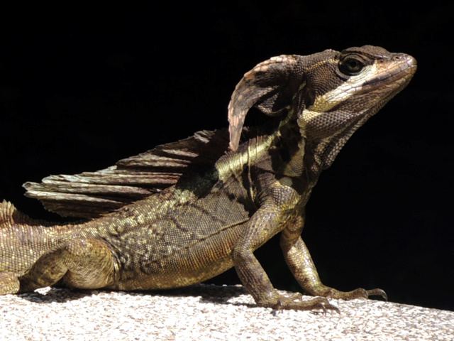 [identificado] Posibles Iguanas CR Iguana25