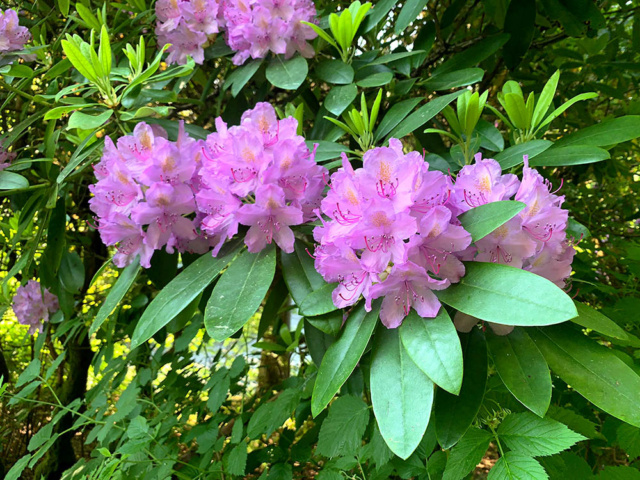 Rhododendron Img-2020