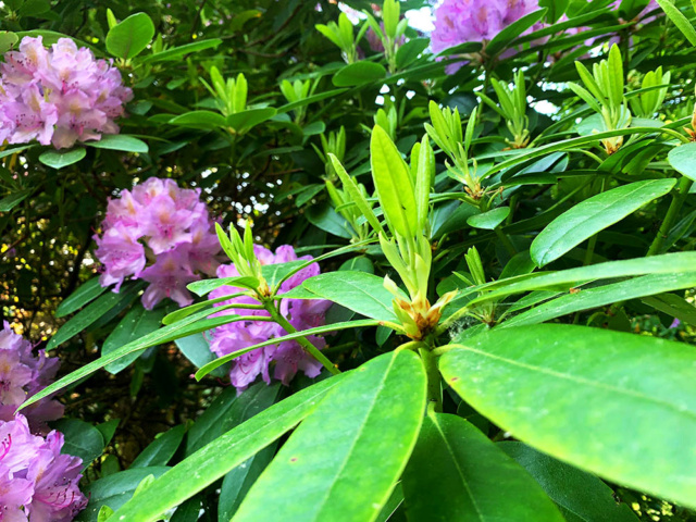 Rhododendron Img-2021