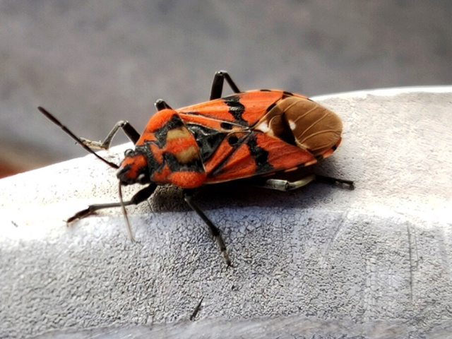 [identificado] Lo denomino insecto Img20133