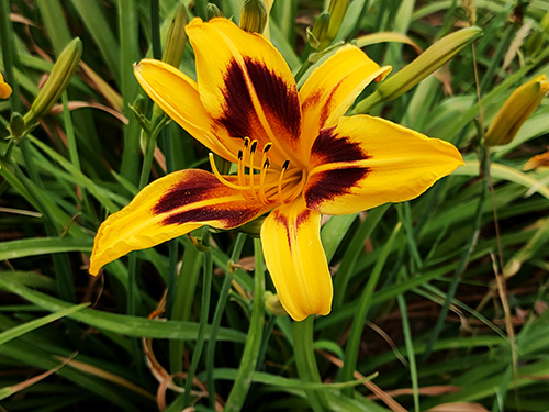 [identificado] Hemerocallis ? Img20141