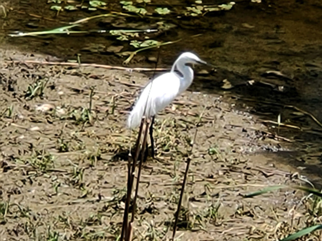 [identificado] puede ser Garza ? Img20149