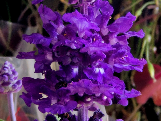 Salvia farinacea Img20154