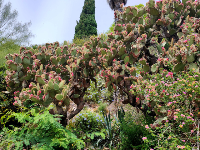 Opuntia desconocida para mi Img20163