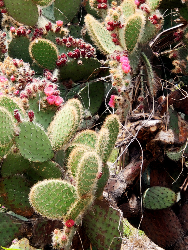 Opuntia desconocida para mi Img20164