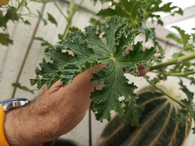 Pelargonium 2ª parte Img20190