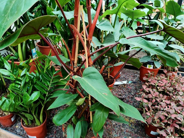 [identificado] Philodendron sp Img20244