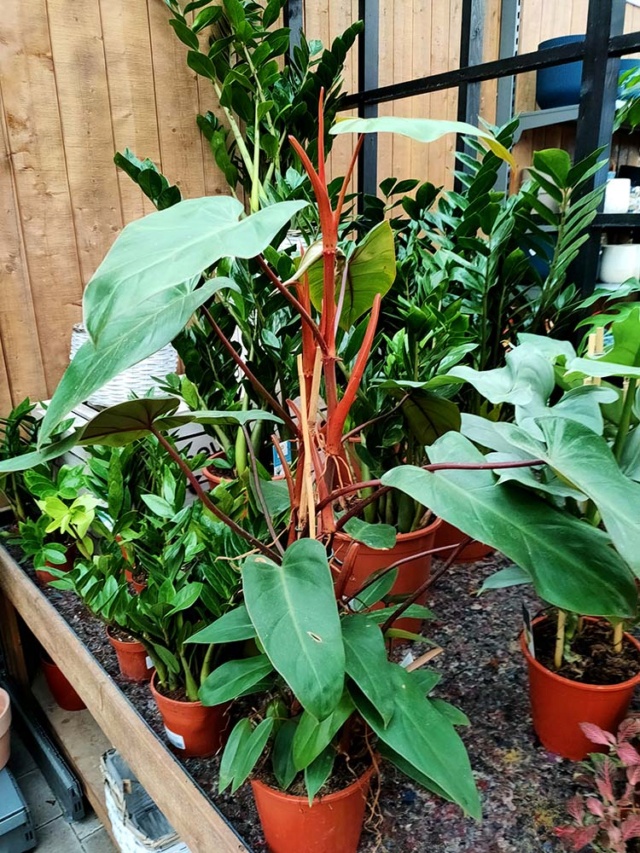 [identificado] Philodendron sp Img20245
