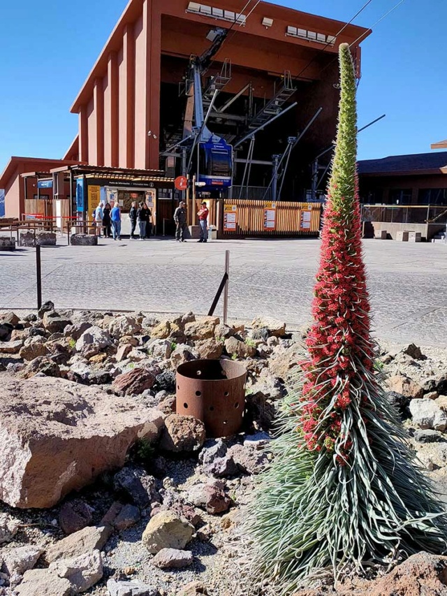 [identificado] Echium  Img20267