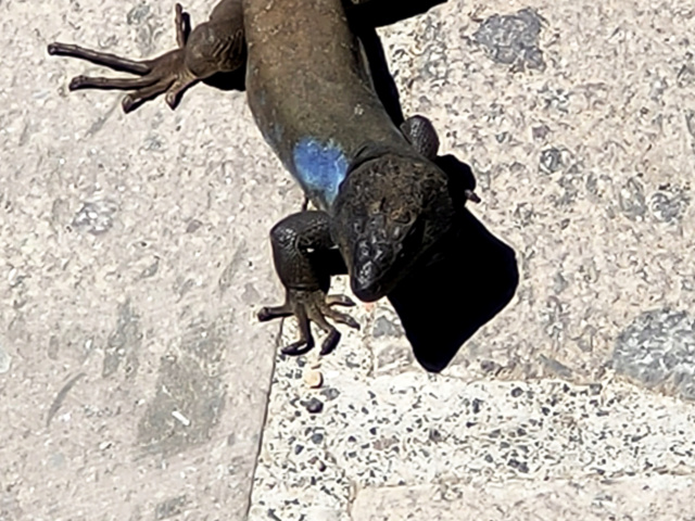 [identificado] Reptiles del El Portillo Img20290