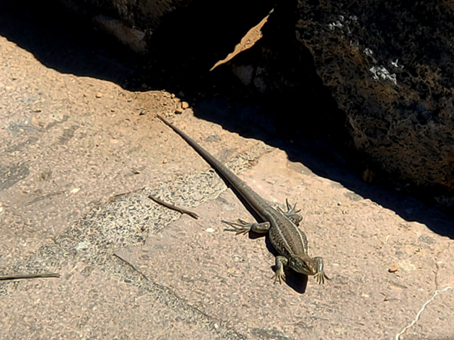 [identificado] Lagartijas del Teide Img20292