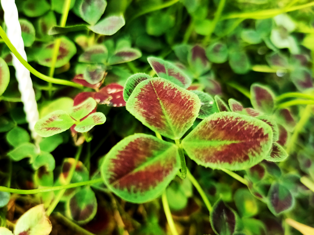 [identificado] ¿ puede ser Trifolium repens ? Img20354