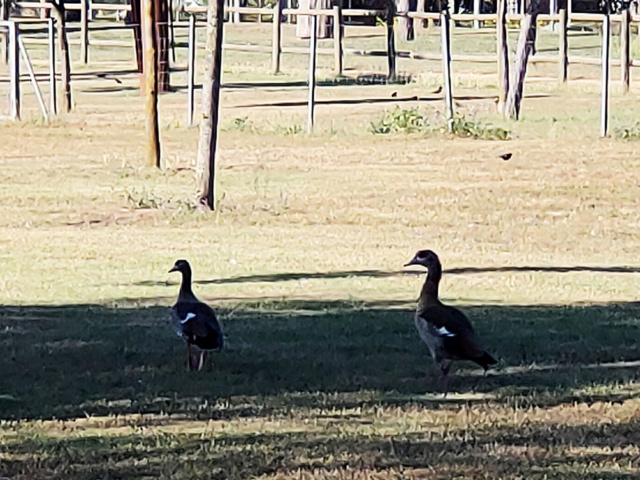 [identificado] Patos 'Parque de los Lagos' Img2_l11