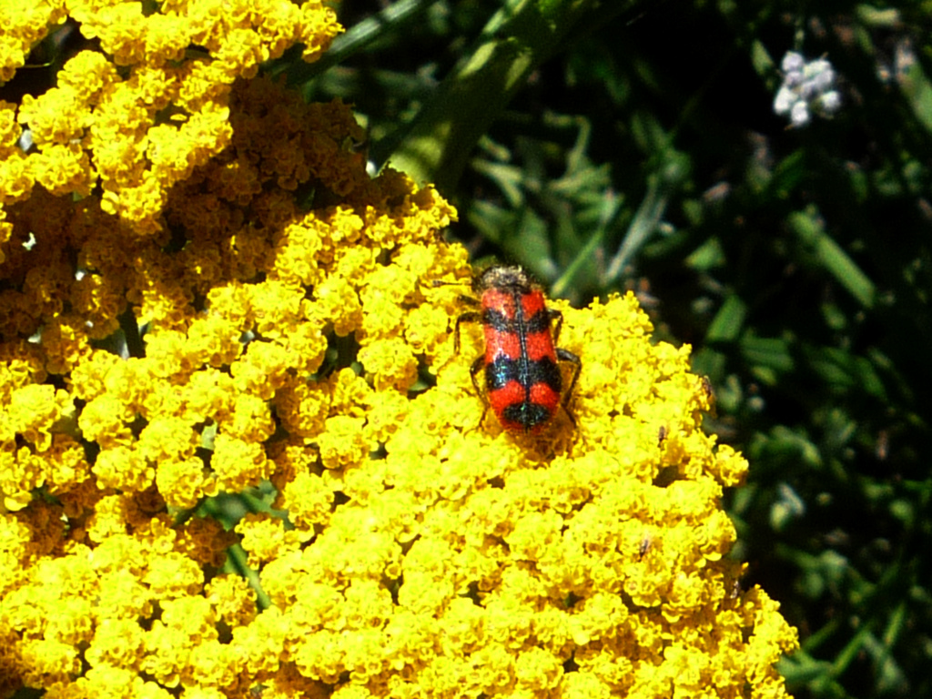 [identificado] Insecto desconocido para mi Insect19