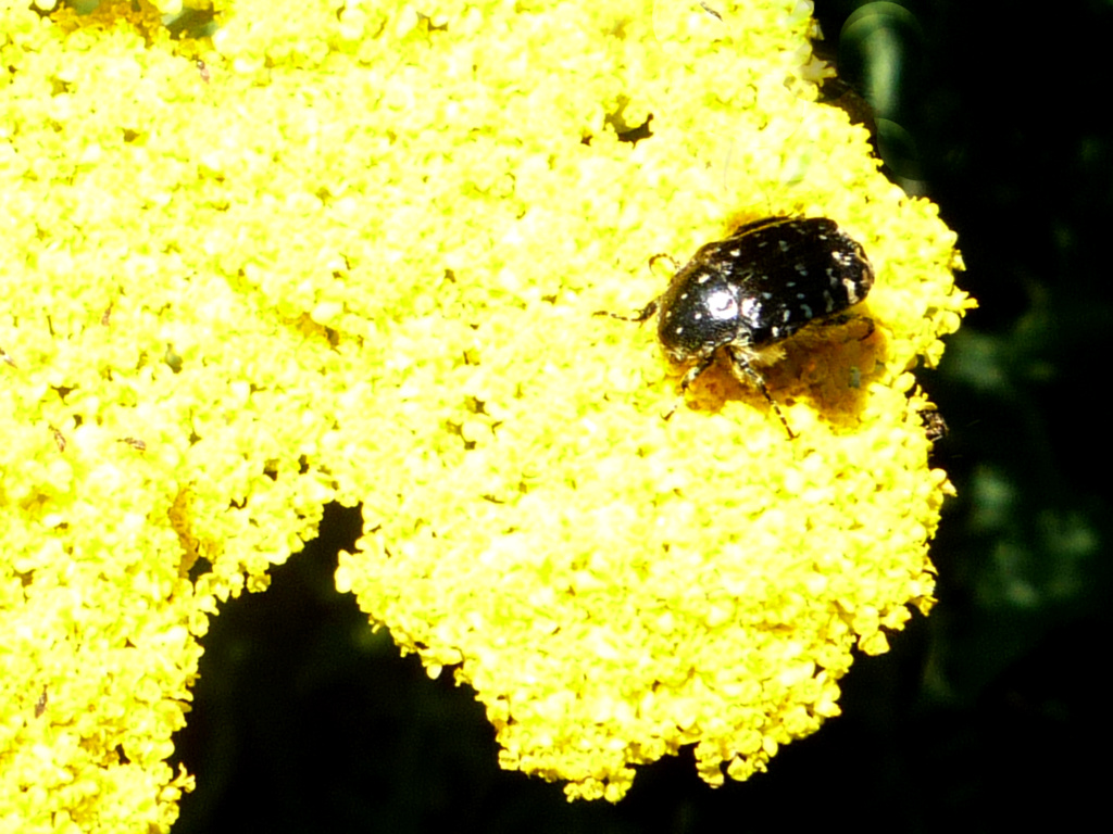 [identificado] Otra desconocida Insect20