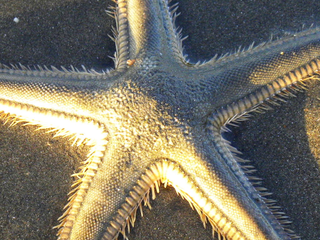 Estrella de Mar ? Mar_2211