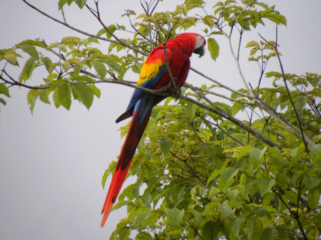 [identificado] Son Guacamayo ? P1040710