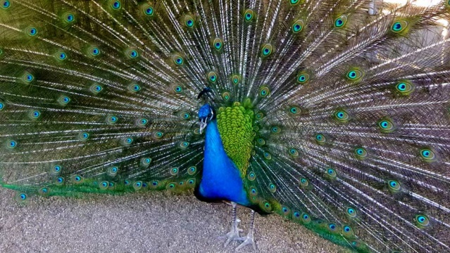 [identificado] Creo que su nombre común es Pavo real ? P1090011