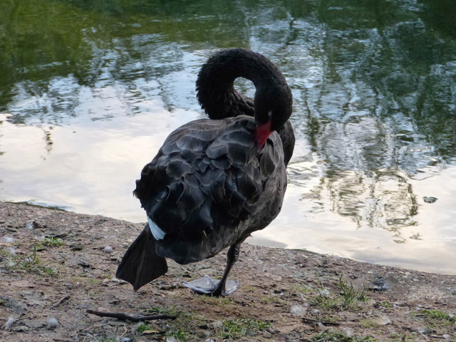 [identificado] Cisne negro? P1110513