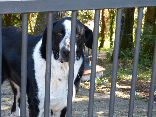 [identificado] Perro mastín del pirineo ? P1120410