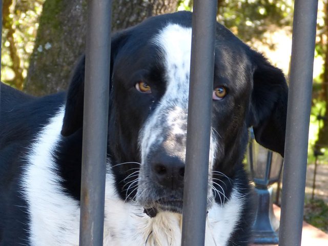 [identificado] Perro mastín del pirineo ? P1120411