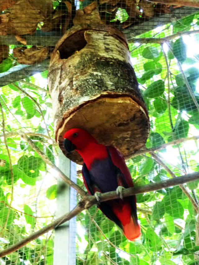 [identificado] Hembra de Eclectus roratus P1160913