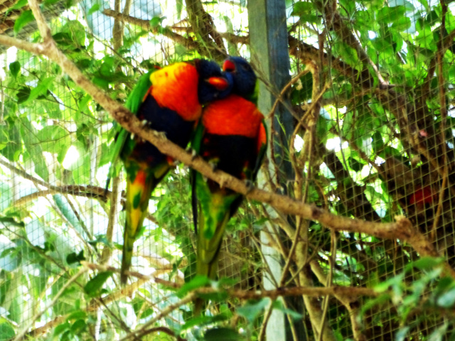 [identificado] Pareja de aves P1160939