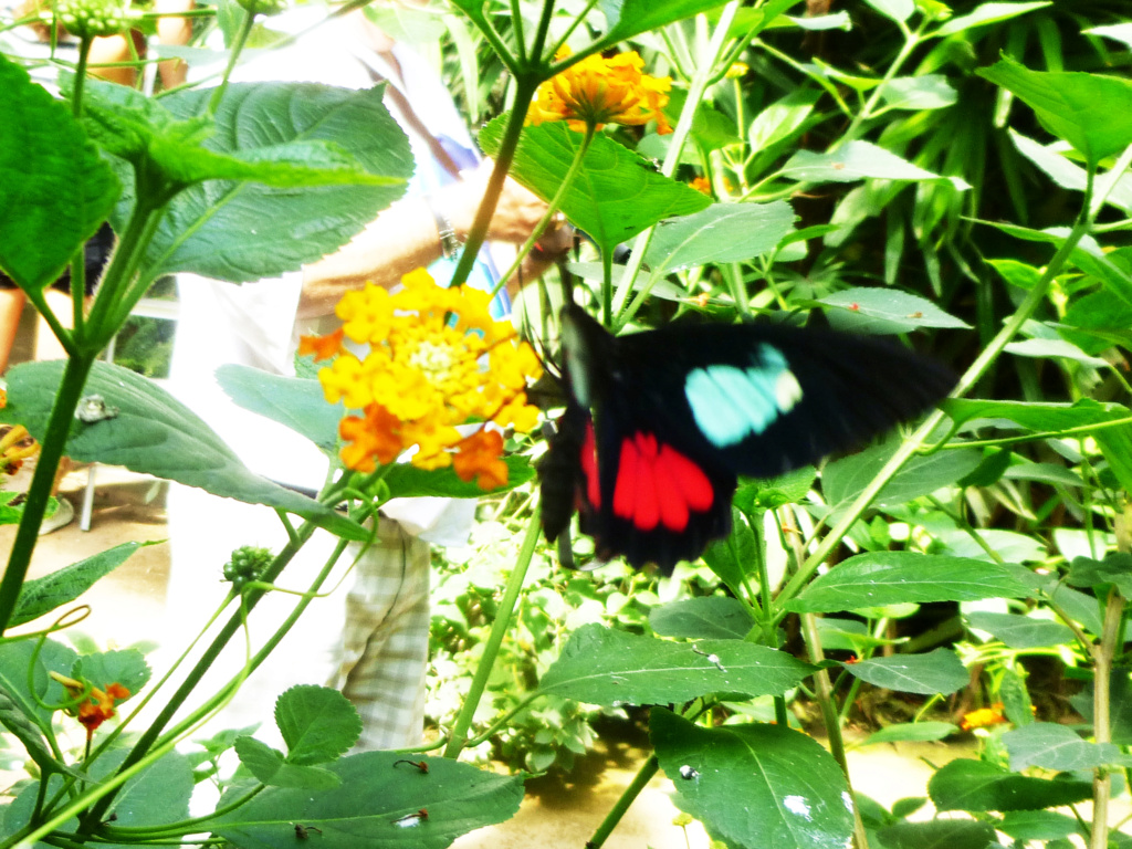 [identificado] Mariposa, desconocida para mi P1170019