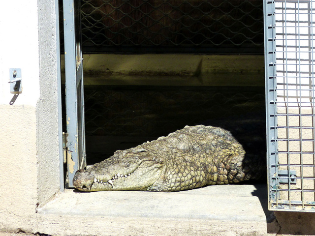 [identificado] Reptil semiacuático P1173-11