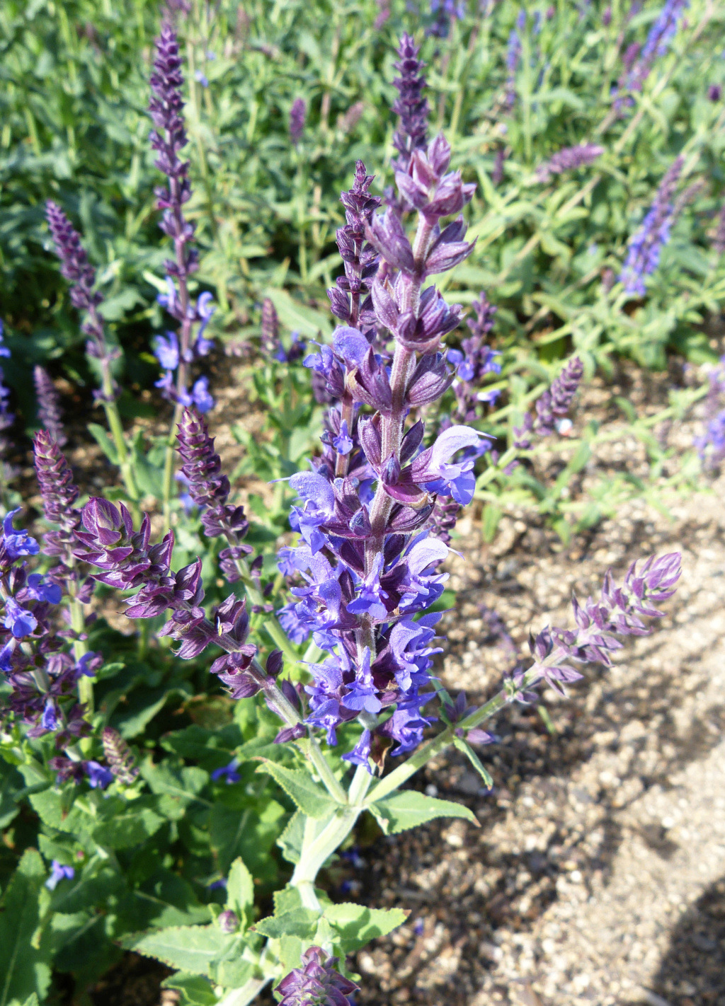 [identificado] ¿ Puede ser Salvia ? 2 P1200035